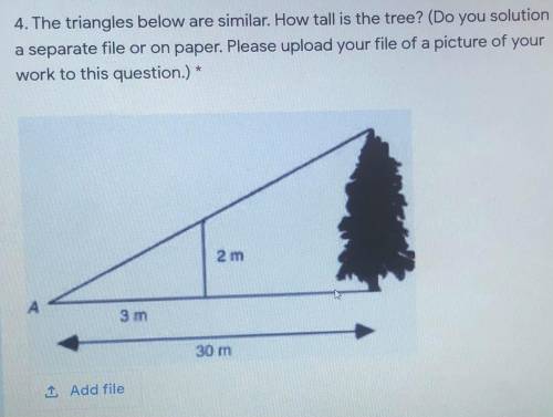 GIVING BRAINLIEST ! The triangles below are similar. How tall is the tree? Show your process.
