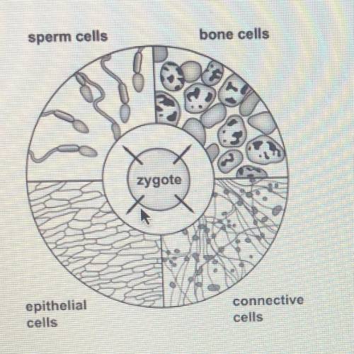 6) What process is shown in the diagram

O A. control systems
O B. cell determination
O C. cell di
