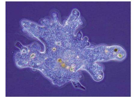 This is an example of

Question 5 options:
Parmecium
Euglena
Amoeba
Fungus
