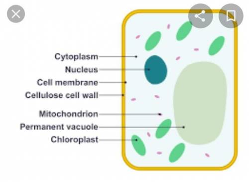 Animal cell diagram and labeled