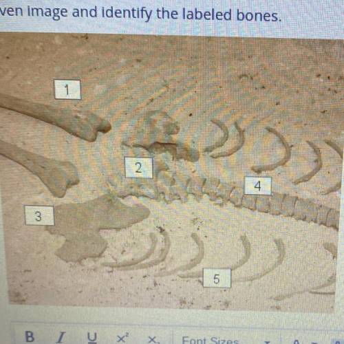 The human skeleton is made up of 206 bones. The following images shows whole and fragmented skeleta