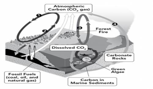 Photosynthesis is a biological process in which plants convert carbon dioxide gas to carbon compoun