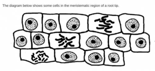 Which statement about these cells is correct?

a.About 20 percent of the cells are dividing.
b. Mo
