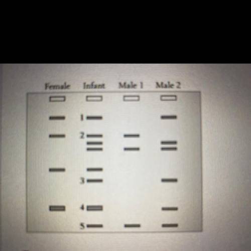 Which of the males could be the father in the following DNA fingerprint?

O Male 1
O Male 2
O Neit