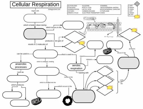 Cellular respiration graphic organizer￼ Please help!