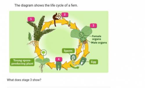 The diagram shows the life cycle of a fern. HELP ASAP

What does stage 2 show?
A) A mature spo
