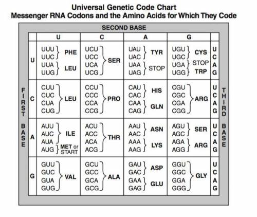 Fill in the following mRNA and the Amino Acid sequences.