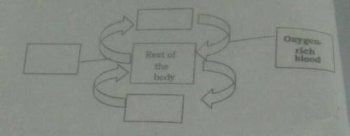 Directions: Based on what you have learned, complete the

concept map below. Write the correct wor