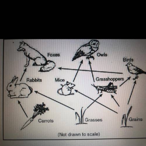 What impact would the removal of the rabbit population have on this food web?

A. The whole food w