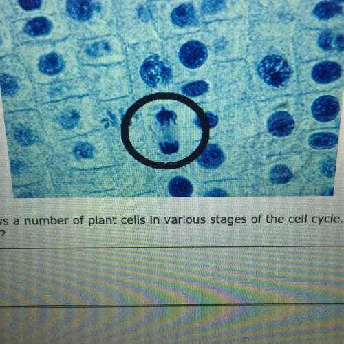 1.the picture above shows a number of plant cells in various stages of the cell cycle the circled c