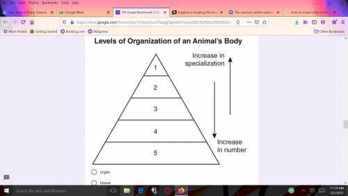 Eugene drew the following diagram to describe the levels of structural organization of an animal’s
