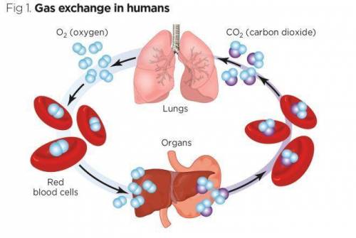 What happens after the respiratory system moves oxygen into the blood?