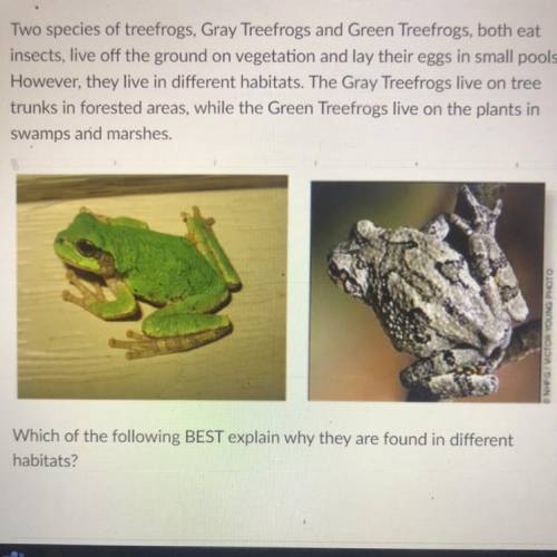 Two species of treefrogs. Gray Treefrogs and Green Treefrogs, both eat

insects, live off the grou