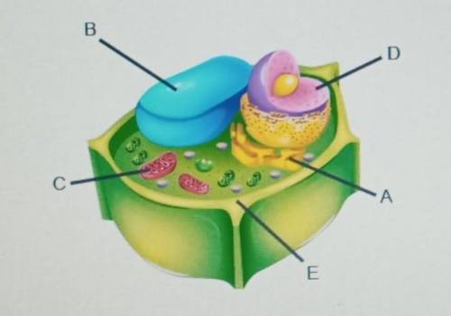 Identifying structures in the cell identify the labeled structures​