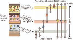 Why are the relative and absolute ages of fossils important to scientists?