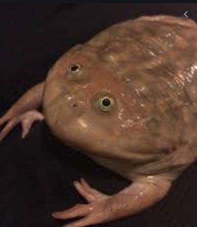 What type of frog is this?