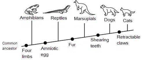 (science)
 

Which shared derived characteristic do reptiles, marsupials, and dogs have?
Amniotic e