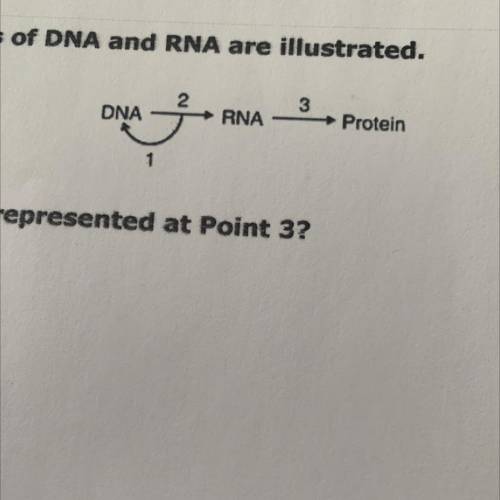 The overall roles of DNA and RNA are illustrated below. Which process is represnted at Point 3? A.
