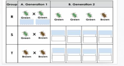 WILL MAKE BRAINLIEST

* Place a beetle in each blank box in generation 2 for groups S and T to