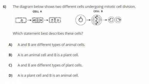 The diagram below shows two different cells undergoing mitotic cell division.

Which statement bes