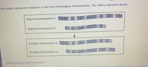 PLEASE HELP ASAP !!! The model represents mutations in two non-homologous chromosomes. The letters