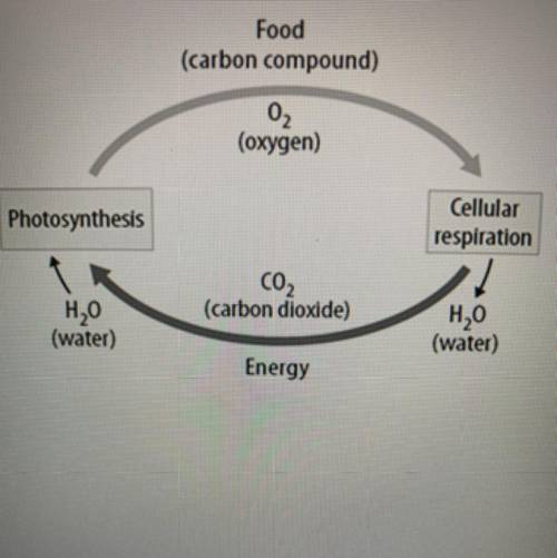 A.)During cellular respiration, energy is stored in carbon dioxide and

water molecules. The energ