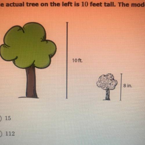 2. The actual tree on the left is 10 feet tall. The model tree on the right is 8 inches tall. What