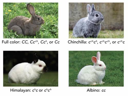 A breeder wants to mate a male Himalayan rabbit with a female to produce only Himalayan offspring.