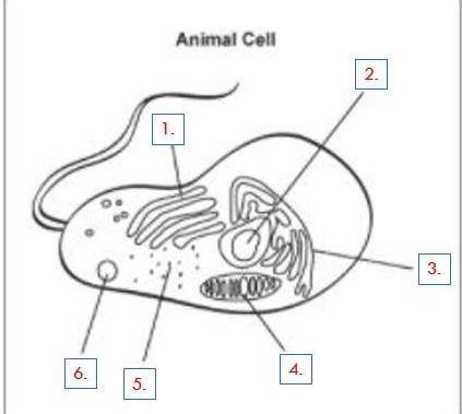 Which terms correctly identify the indicated structures in this sketch of a cell viewed under a mic