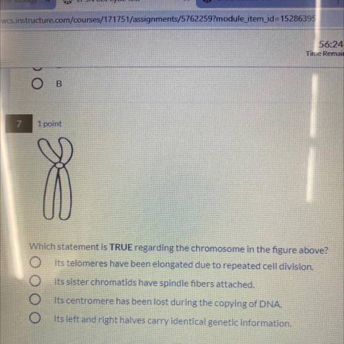 Which statement is TRUE regarding the chromosome in the figure above?