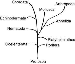 Gradual genetic development is often represented as a tree similar to the one shown in the diagram.