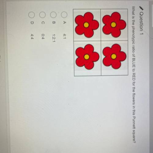 What is the phenotypic ratio of BLUE to RED for the flowers in this Punnett square?

88
80
A
4:1
B