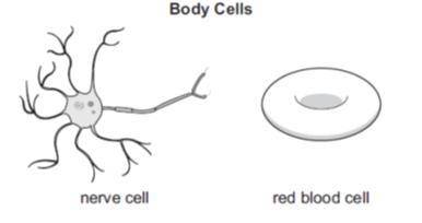 Which statement best explains why these cells have structural differences?

A
One of the cells is
