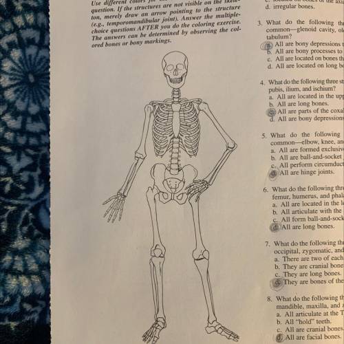 2.

Bones to Color and Questions to Answer
Directions: Using the diagram of the skeleton, color al