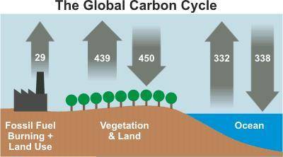 Does the carbon cycle in this diagram appear to be in balance or out of balance? Use specific evide