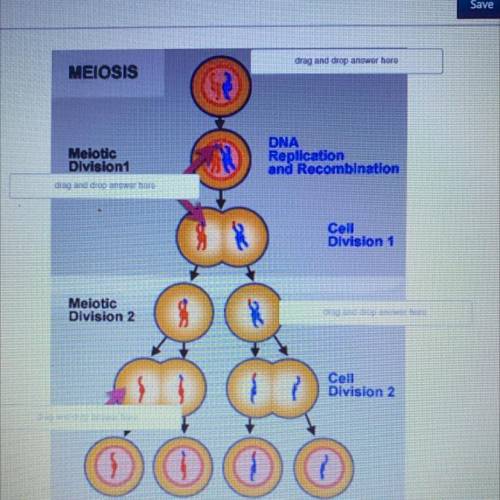 Sexual reproduction and meiosis go hand-in-hand. Meiosis is the process responsible for gamete (sex