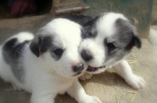 Dis are my two baby puppies...............hehe