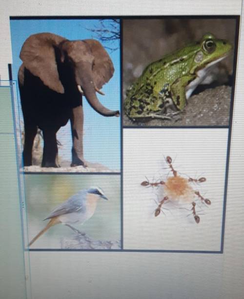 Look at the animals in the pictures. What do you and these animals have in common? What differences