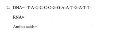 Given is a strand of DNA, fill in the corresponding RNA strand and find which amino acids that stra
