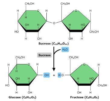 Water is being added to split sucrose apart into 2 simple sugars. What is the name for this process