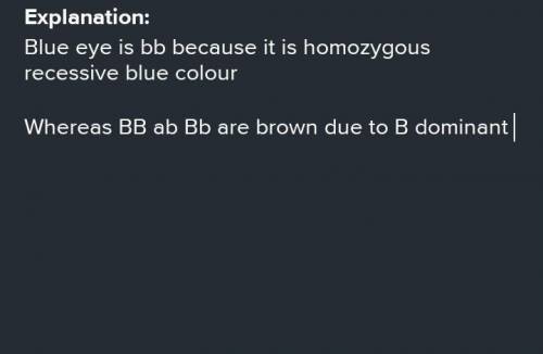 Brown (B) eyes are dominant to blue (b) eyes. which of the following is blue eyes BB or Bb or bb