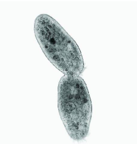The picture below shows a protist undergoing cell division.

As the parent cell divides, it will —
