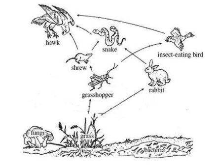 Something important is missing from this food web! The grass starts this food web. But the plant's