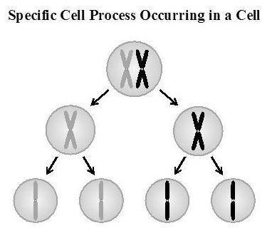 The diagram below shows a cellular process that occurs in organisms.

Which of the following best