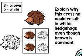 Explain why this crossing could result in white hedgehogs even though brown is dominant