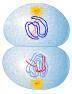 Which phase of cell division is shown?

 
Exploring mitosis.
A. telophase I
B. prophase I of meiosi