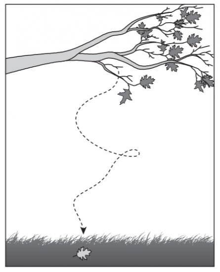 A leaf fell from a tree branch. The path it followed is shown in the diagram below.

Which of thes