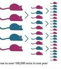 How does a mouse reproduce ?