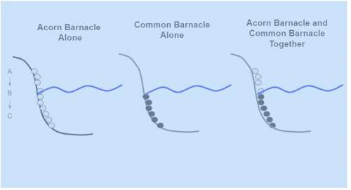 Based on the image below, what resource are the acorn barnacle and the common barnacle competing fo