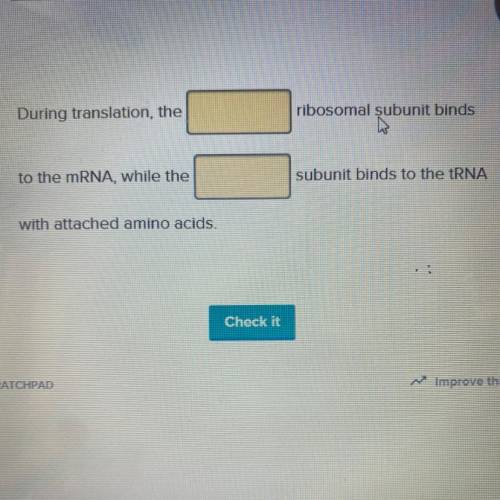 During translation, the ____

ribosomal subunit binds
to the mRNA, while the ____
subunit binds to